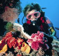 Cook Island Dive Site - Tourism Cairns
