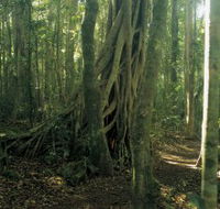 Lamington National Park Binna Burra Section - Tourism Cairns