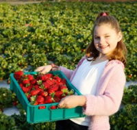 Strawberry Fields - Tourism Cairns