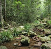 Amamoor State Forest - Tourism Cairns