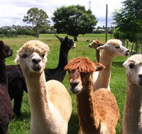 Banyandah Alpacas - Tourism Cairns