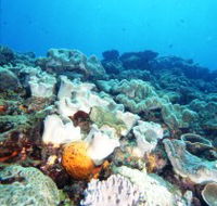 Mudjimba Old Woman Island Dive Site - Tourism Cairns