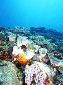Mudjimba (Old Woman) Island Dive Site - Tourism Cairns 0