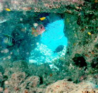 Michaelmas Cay Dive Site - Tourism Cairns