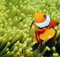 Thetford Reef Dive Site - Tourism Cairns