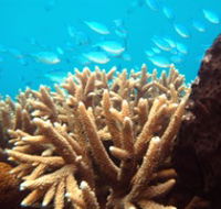 Normanby Reef - Tourism Cairns