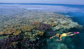 Split Bommie Dive Site - Tourism Cairns 0