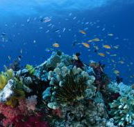 Steve's Bommie Dive Site - Tourism Cairns