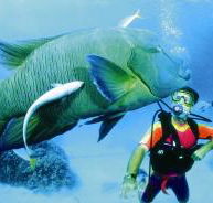 Cod Hole Dive Site - Tourism Cairns