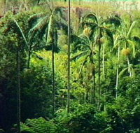 Fern Tree Pool and Giant's Chair Circuit - Tourism Cairns