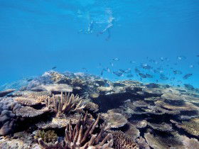 Australian Institute Of Marine Science - Tourism Cairns 0