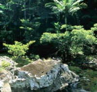 Conway State Forest - Tourism Cairns