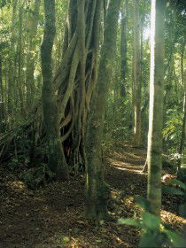  Tourism Cairns