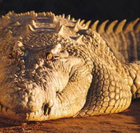 Koorana Crocodile Farm - Tourism Cairns