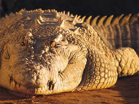 Koorana Crocodile Farm - Tourism Cairns 0