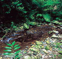 Wompoo Walk - Tourism Cairns
