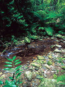 Wompoo Walk - Tourism Cairns 0
