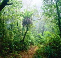 Lamington National Park Green Mountains Section - Tourism Cairns
