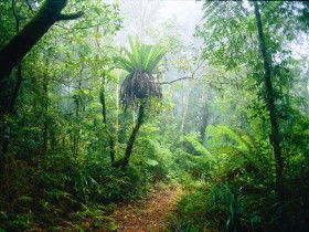 Lamington National Park, Green Mountains Section - Tourism Cairns 0