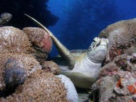 Light House Bommie Dive Site - Tourism Cairns 0