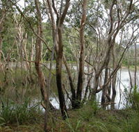 Mount Rooper Circuit and Swamp Bay Track - Tourism Cairns