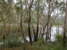 Mount Rooper Circuit And Swamp Bay Track - Tourism Cairns 0
