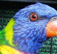 Fraser Coast Wildlife Sanctuary - Tourism Cairns