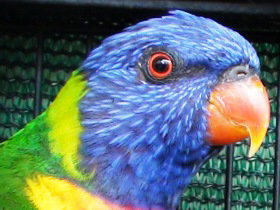 Fraser Coast Wildlife Sanctuary - Tourism Cairns 0