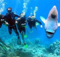 Henderson's Rock Dive Site - Tourism Cairns