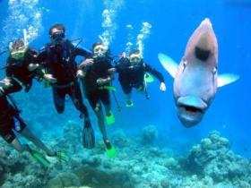 Henderson's Rock Dive Site - Tourism Cairns 0