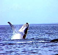 Whale Watching - Tourism Cairns
