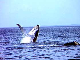 Whale Watching - Tourism Cairns 0