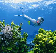 Wheeler Reef Dive Site - Tourism Cairns