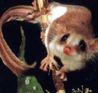 Carrowong Fauna Sanctuary - Tourism Cairns