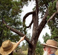 Charleville - Outback Native Timber Walk - Tourism Cairns