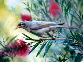Windorah QLD Tourism Cairns