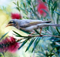 Windorah Nature Drive - Tourism Cairns