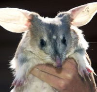 Charleville - Bilby Experience - Tourism Cairns