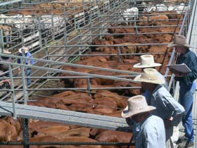 Dalrymple Sales Yards - Cattle Sales - Tourism Cairns 0