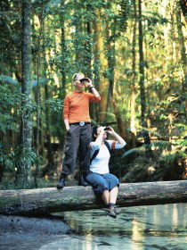 Birdwatching On The Fraser Coast - Tourism Cairns 0