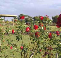 Elizabeth Park Rose Gardens - Tourism Cairns