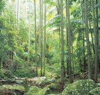 Python Rock - Tourism Cairns