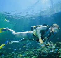 Manta Ray Bommie Dive Site - Tourism Cairns
