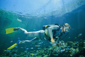 Manta Ray Bommie Dive Site - Tourism Cairns 0