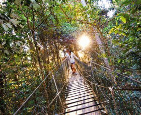 Tree Top Walkway - Tourism Cairns 0