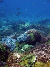 Hoffman's Rocks Dive Site - Tourism Cairns 0