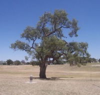 Historic Coolabah Tree - Tourism Cairns