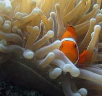 Flat Rock Dive Site - Tourism Cairns