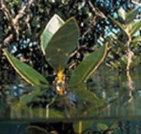 Jawbone Marine Sanctuary - Tourism Cairns