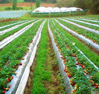Kookaberry Strawberry Farm - Tourism Cairns